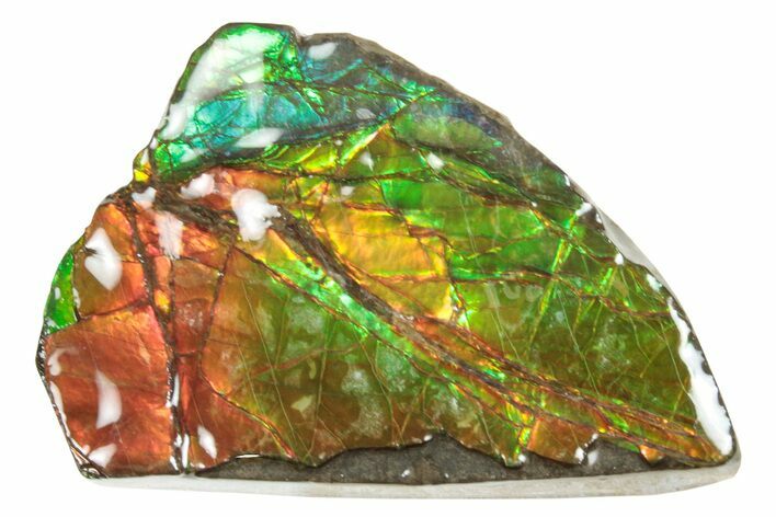 Iridescent Ammolite (Fossil Ammonite Shell) - Alberta #265115